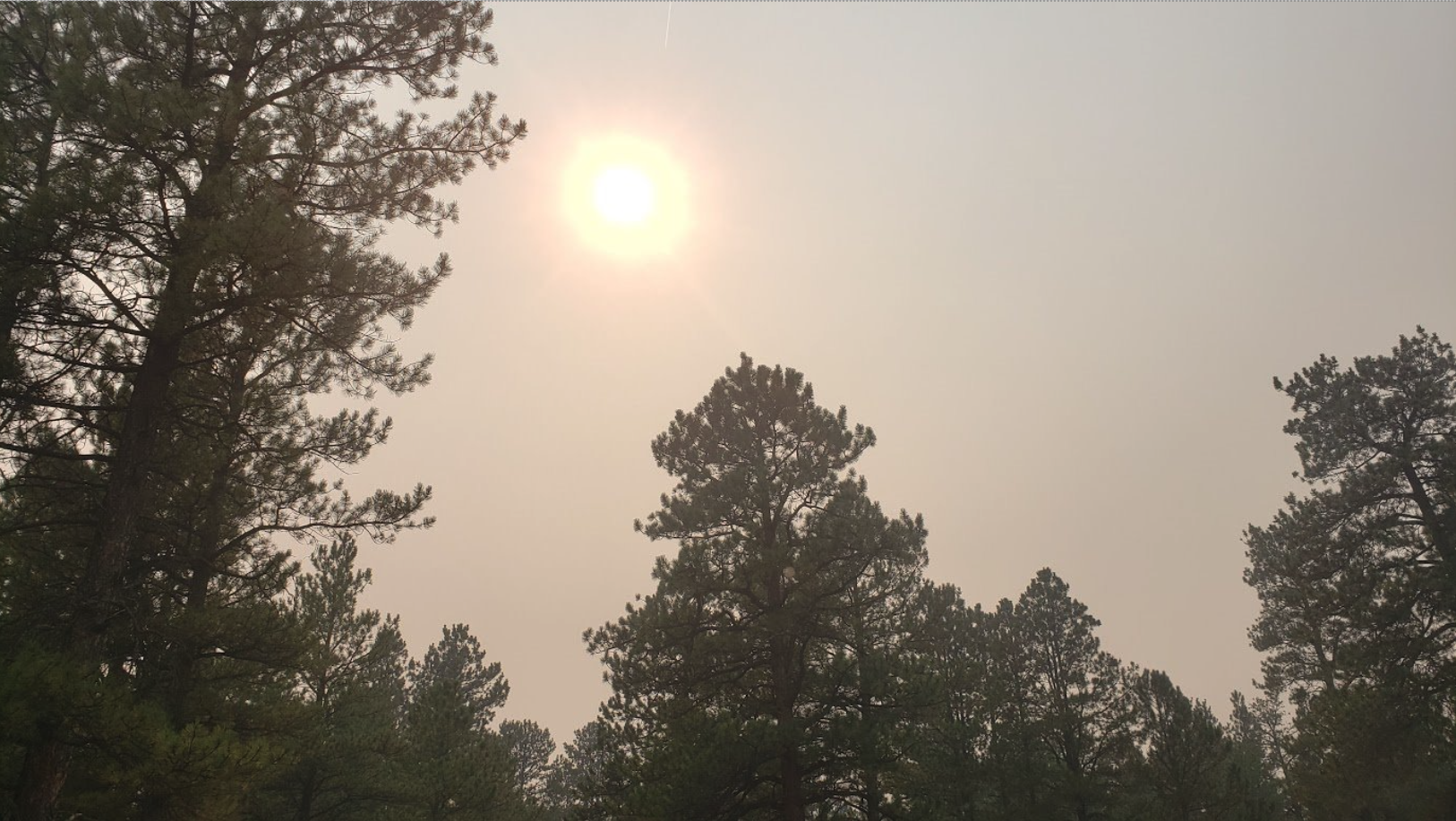 The sun obscured by wildfire smoke in a ponderosa forest.
